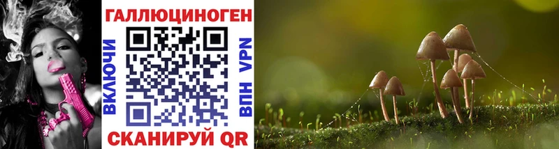 Галлюциногенные грибы Psilocybe  Купить закладки  Шацк 
